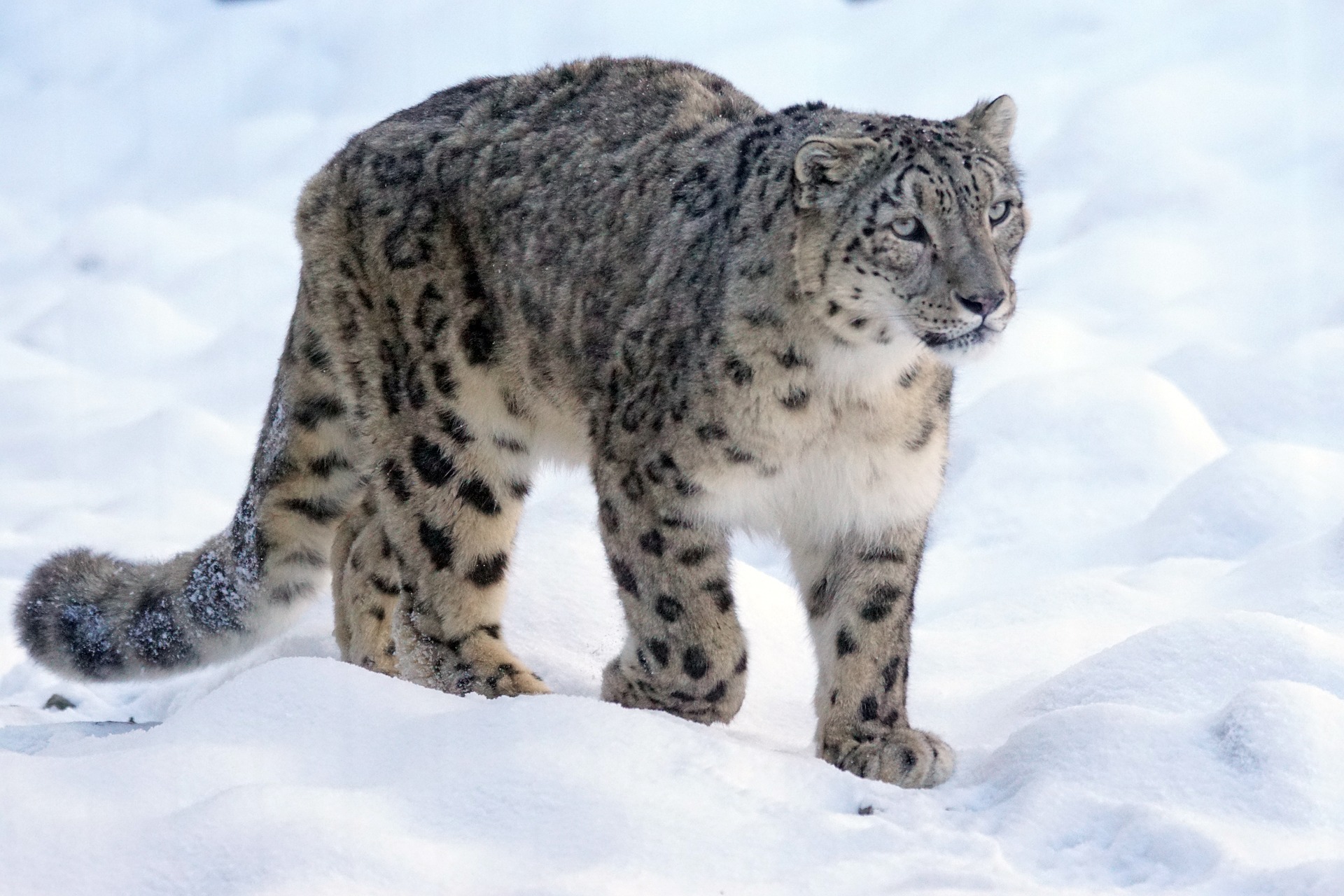 snow-leopard-g5b8a8bcbe_1920