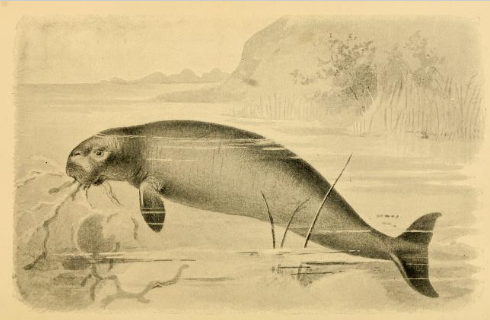 Extinct_Monsters_(1893)_Sea_Cow